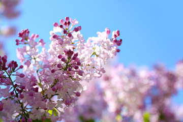 Blooming lilac branches, close up