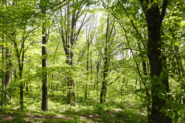 Fototapeta premium Spring trees in botanical garden