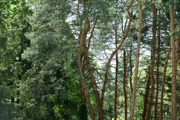 Pine trees in botanical garden