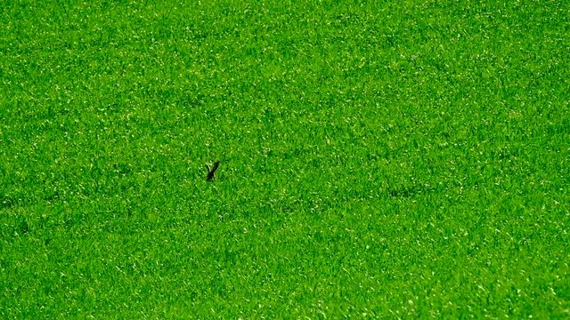Wild hare in the green field