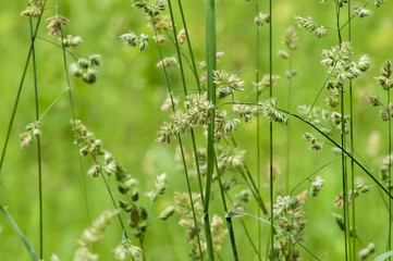 meadow flowers field