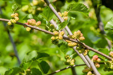 berry, mulberry branch