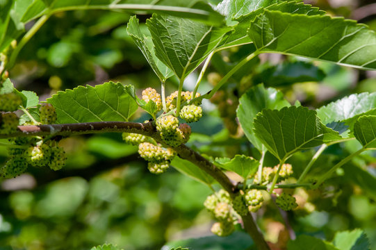 berry, mulberry branch