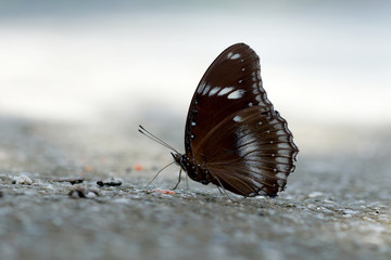 Butterfly feeding on the ground