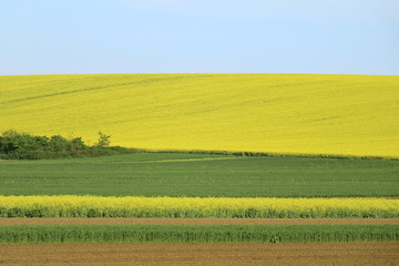 Rapeseed field