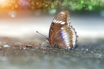 Butterfly feeding on the ground