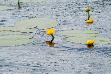 yellow water lily