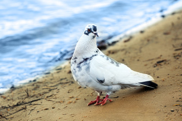Beautiful pigeon on sandy beach