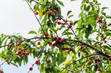 ripe cherry tree