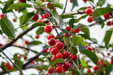 ripe cherry tree