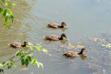 duck, ducklings wildlife
