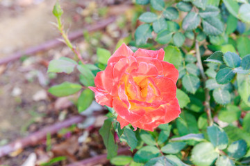 Orange rose