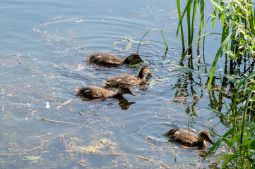 duck, ducklings wildlife