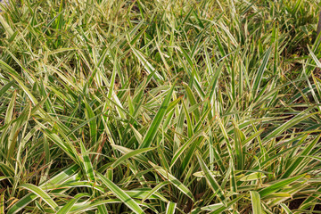 Chlorophytum leaves background
