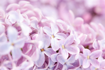 small flowers of lilac, macro closeup photo