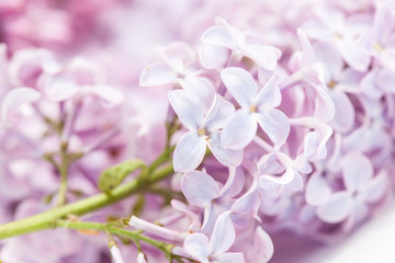 Fototapeta na wymiar branch of lilac, macro closeup photo