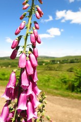 foxglove in green field beneath blue sky
