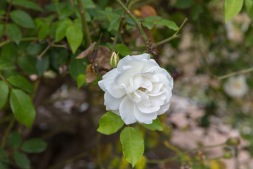 One ripe white rose