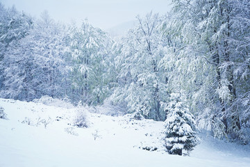 Beautiful winter landscape