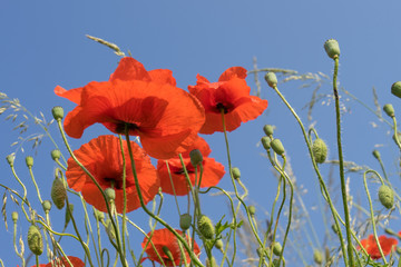 Poppy / beautiful poppy and blue sky