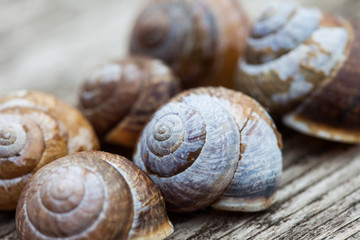 snail shells on old wood plank background