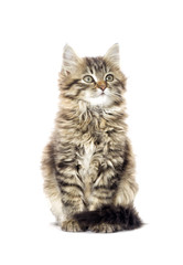  fluffy tabby kitten looking