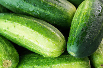 Farm organic cucumbers.