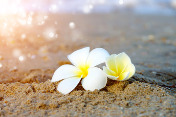 Frangipani flower in the morning on the beach.