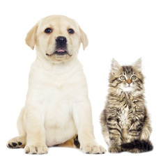 gray kitten and puppy Labrador