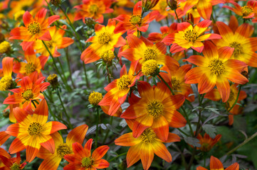 Orange und gelb blühendende Bidens