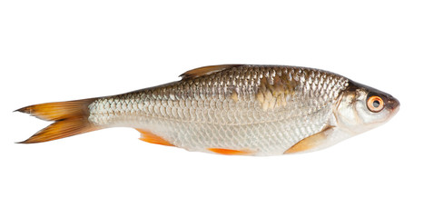 Roach fish