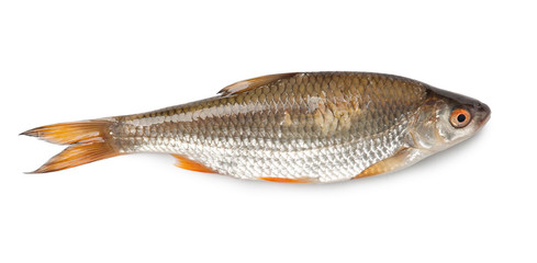 Roach fish