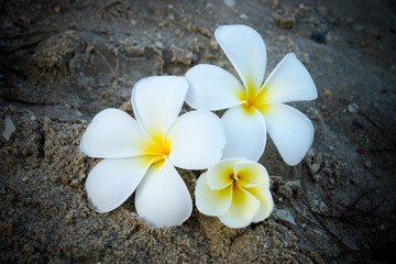 Fototapeta na wymiar Frangipani flower in the morning on the beach.