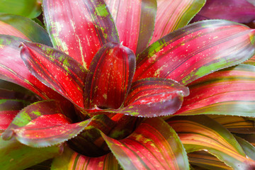 Red Bromeliad background.