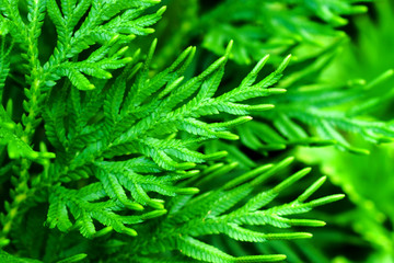 Fresh green leaves of fern