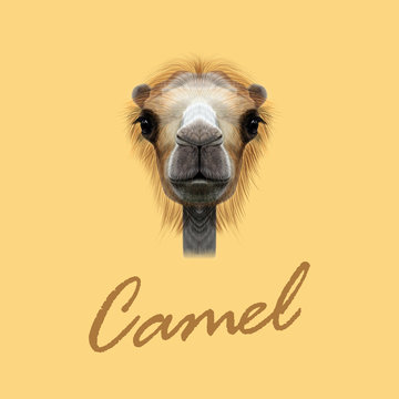 Vector Illustrated Portrait of Camel.