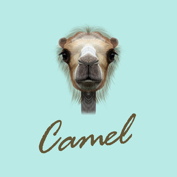 Vector Illustrated Portrait of Camel.