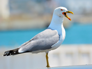 Seagull angry on the pier