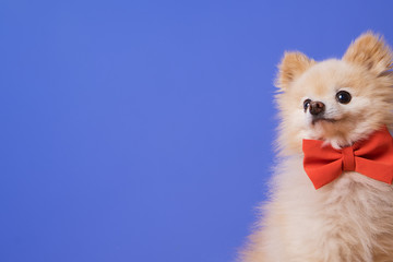 funny litllte dog at blue background © pauchi