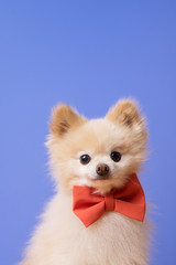 funny litllte dog at blue background © pauchi
