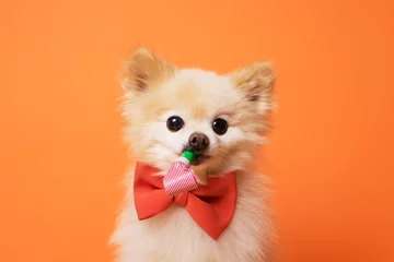 Photo sur Plexiglas Chien chien litllte drôle à fond orange