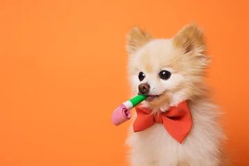 Fotobehang Hond grappige kleine hond op oranje achtergrond
