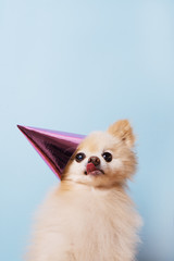 funny litllte dog at blue background © pauchi