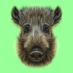 Illustrated of Wild boar.