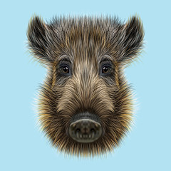 Illustrated of Wild boar.