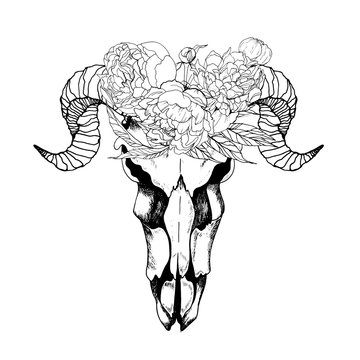 Vector boho chic goat skull in flower wreath. Hand drawn engraving bohemian chc illustration. Animal bone and horns decorated with peony burgeos.