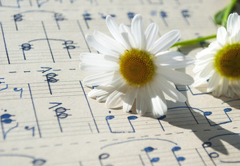 Alte, handgeschriebene Musiknoten mit Margerite (Leucanthemum) Hintergrund, Textur 