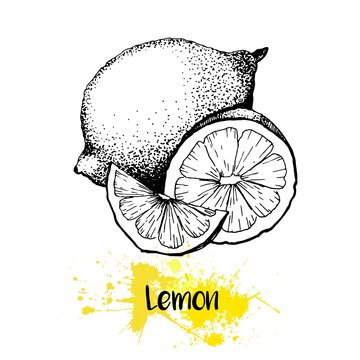 Vector hand drawn illustration of lemon or lime fruit. Engraving summer fresh citrus fruit isolated on white background. For cocktail, smoothie, desserts and salsds.