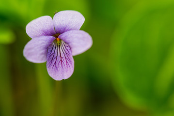 Fototapeta premium Wild spring flower on forest