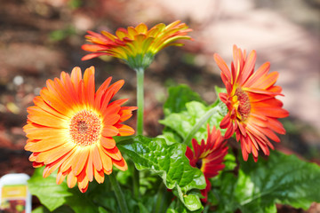 Gerbera flower.